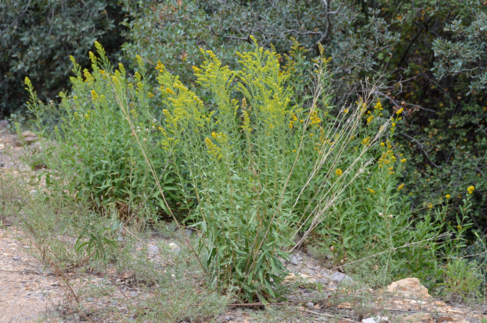 Missouri Goldenrod is found mostly in upper elevations; prefers sandy, gravelly, rocky and clay soils, mostly dry or moist soils; prairies, grasslands, open areas, open conifer forests, along streams and in disturbed (ruderale) areas. Solidago missouriensis